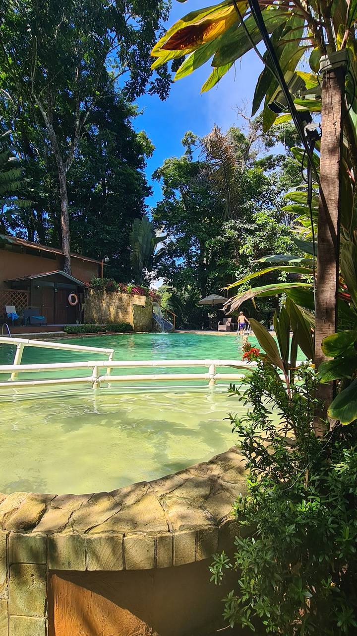 Green swimming pool surrounded by tropical plants.