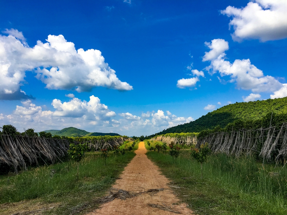 Picturesque pathway lined with drying bamboo under a bright blue sky.