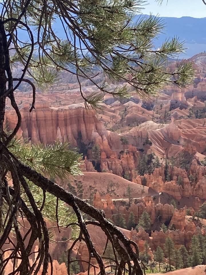 Red rock formations and trees in a canyon landscape.