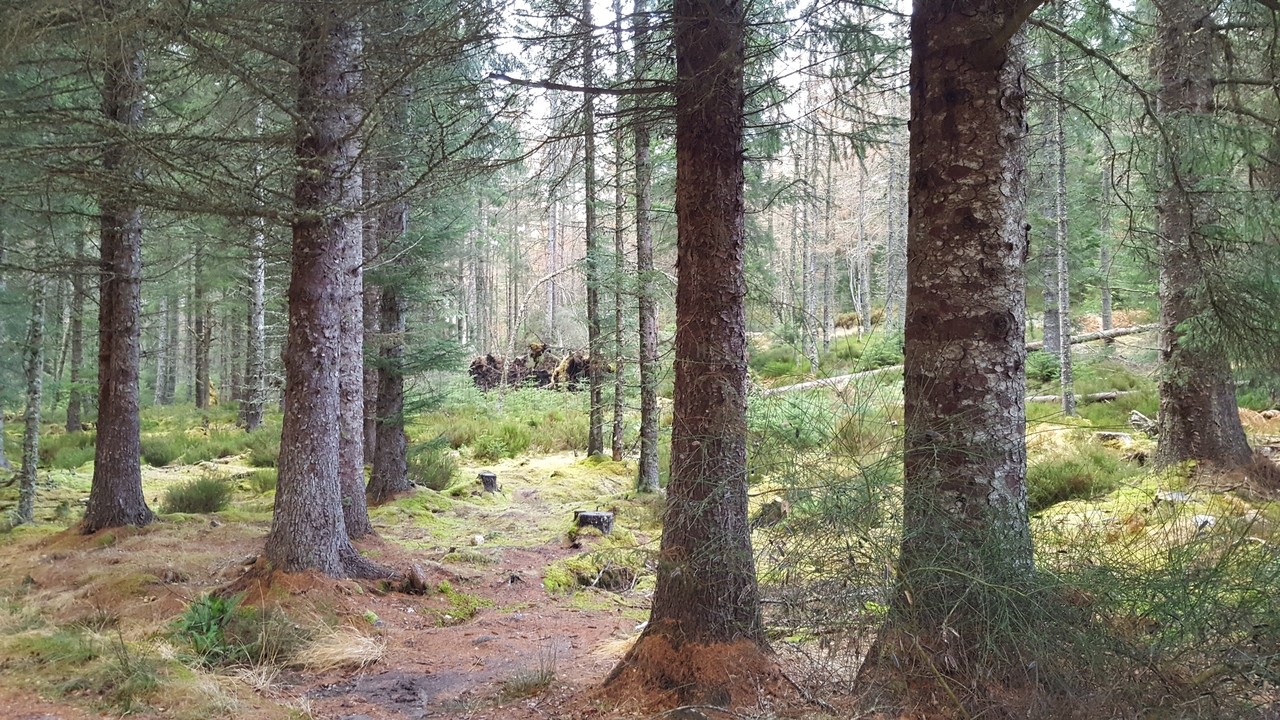 Dense forest with tall trees.