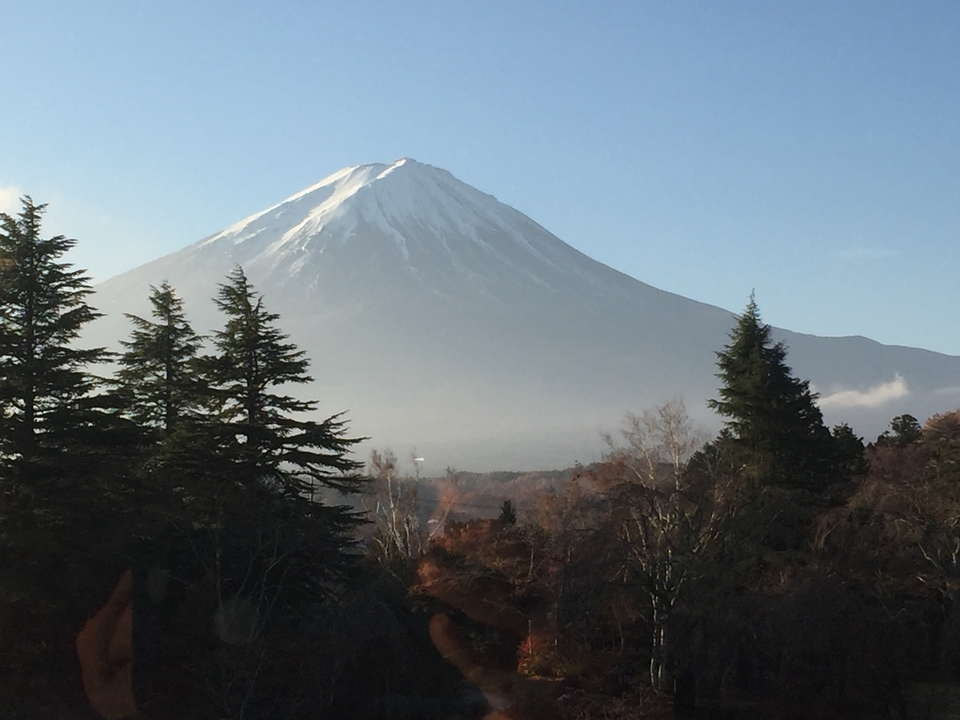 Iconic view of Mount Fuji with trees in the foreground.
