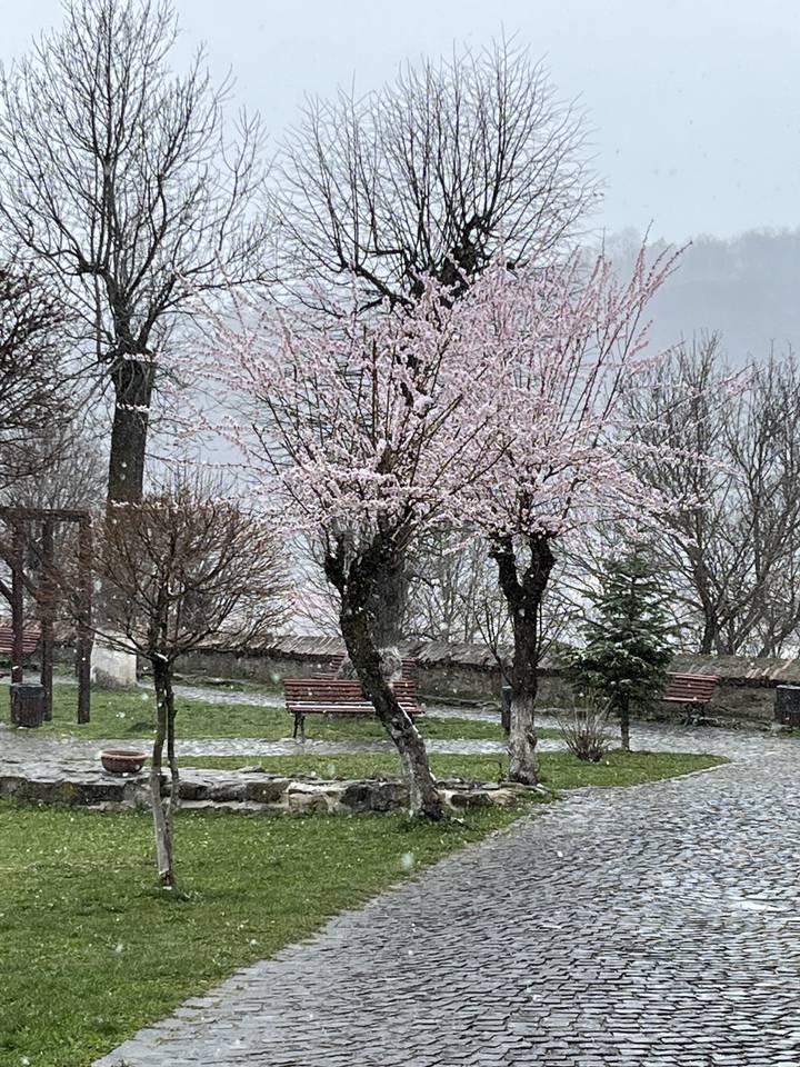 Blossoming trees in a park.