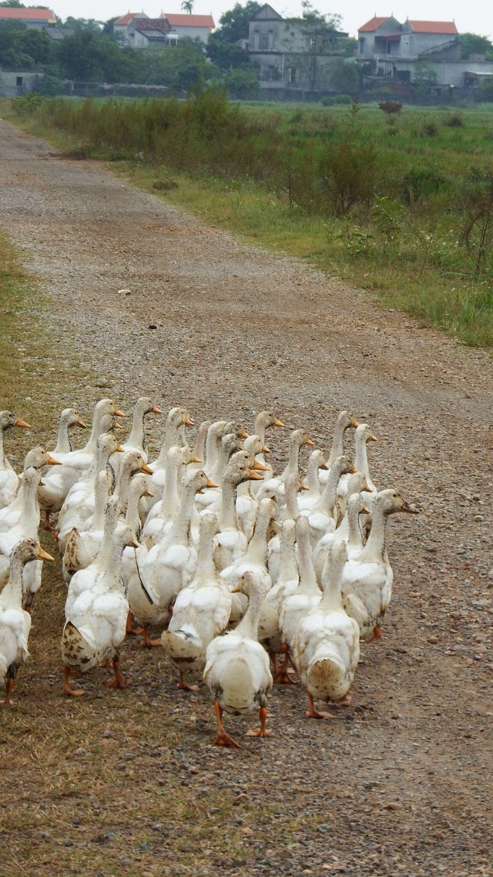 Flock of ducks walking on a dirt path.