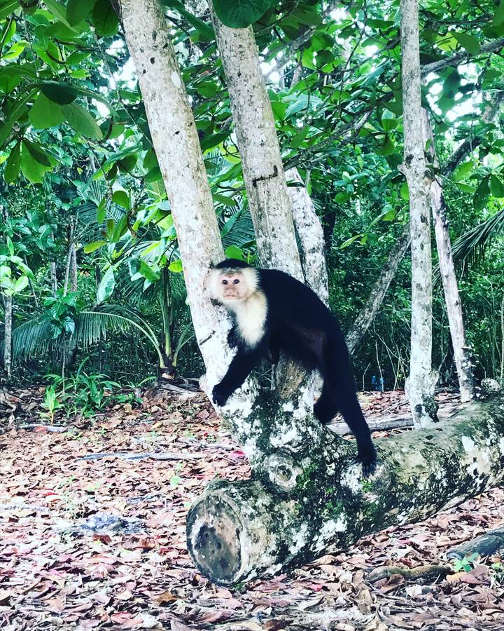 A monkey perched on a tree in the forest.