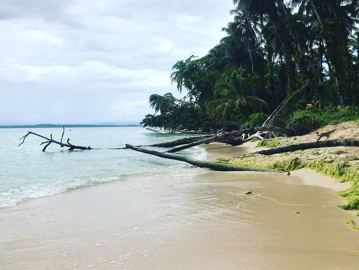 A deserted beach with fallen trees along the shore.