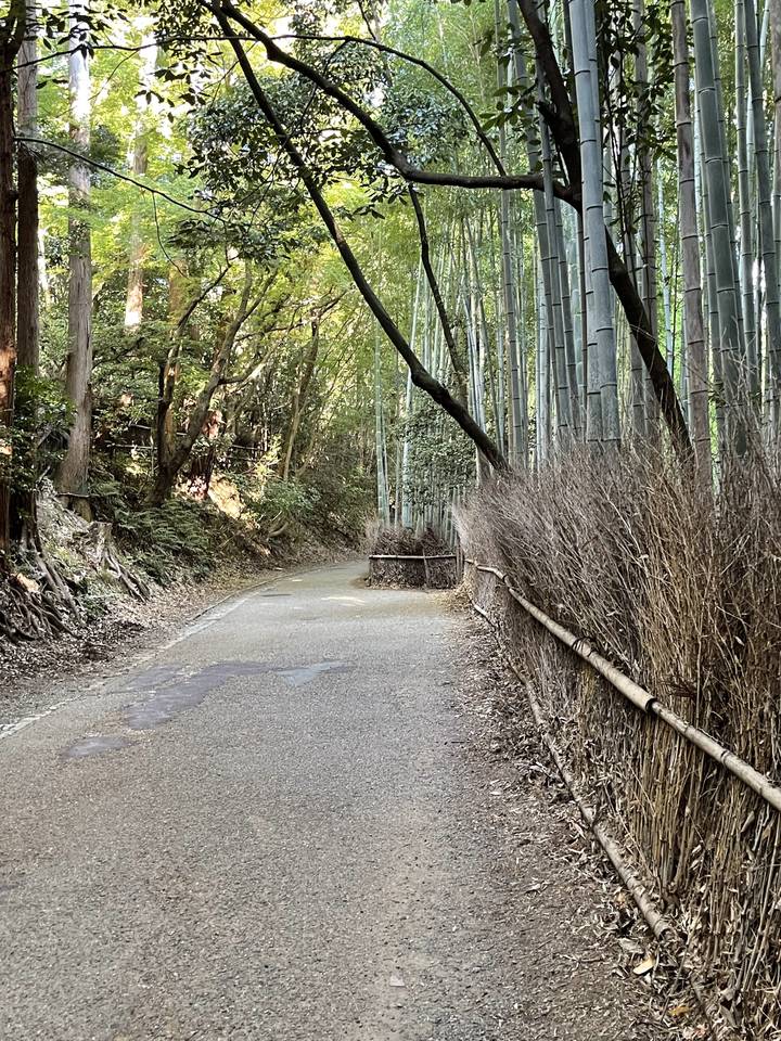 A bamboo forest with a path leading through it.