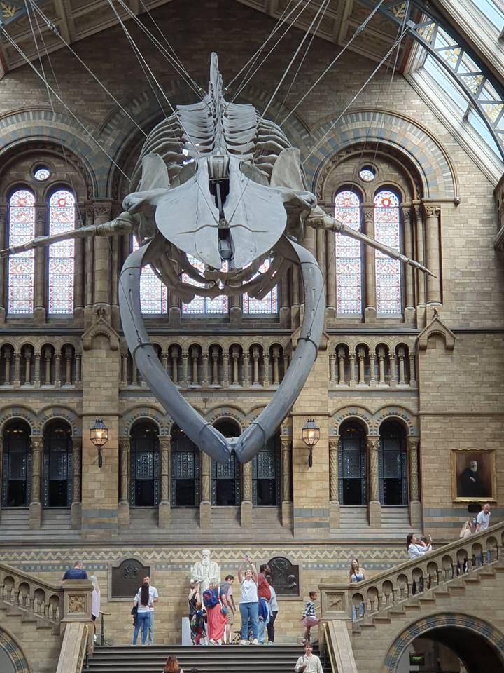 Large skeletal structure on display in a historic building.