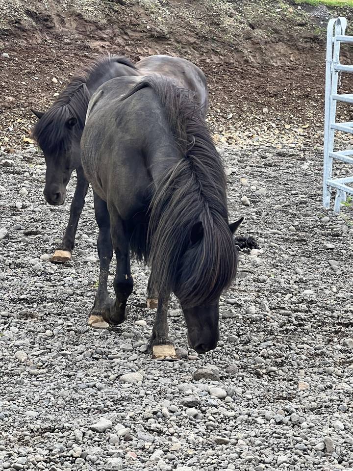 Black horses on a rocky terrain.
