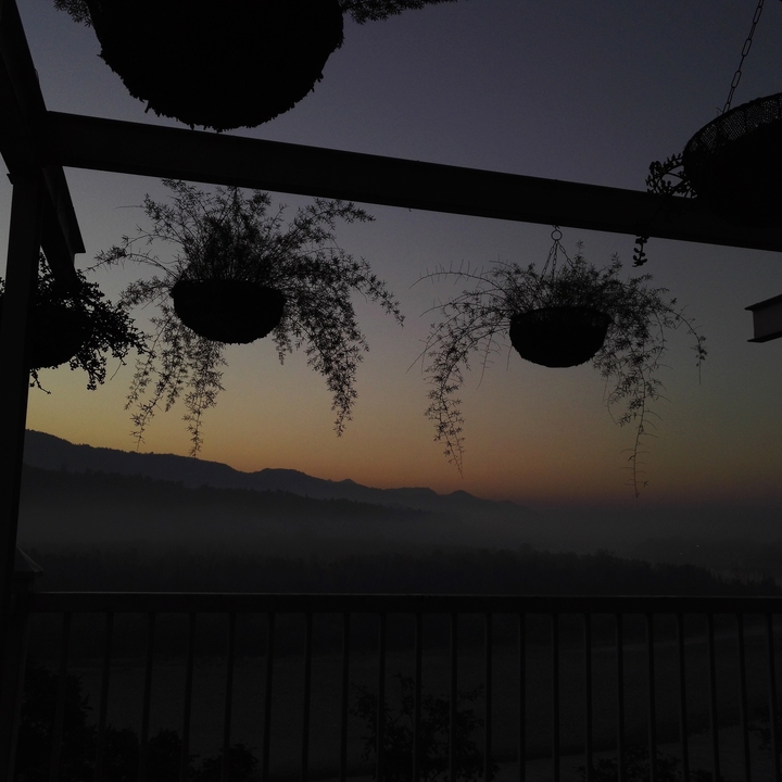 Silhouettes of hanging plants against a sunrise or sunset.