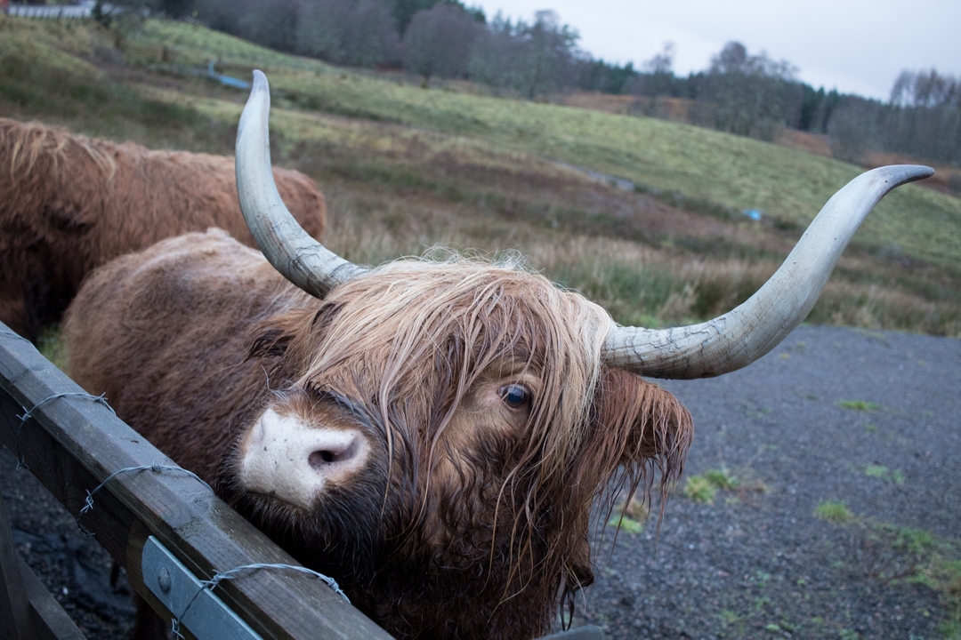 Gros plan d'une vache Highland avec de longues cornes et des poils hirsutes.