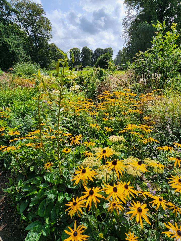 Yellow flowers in a garden with trees in the background.