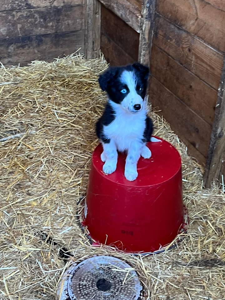 Young animal sitting on a red bucket with straw.
