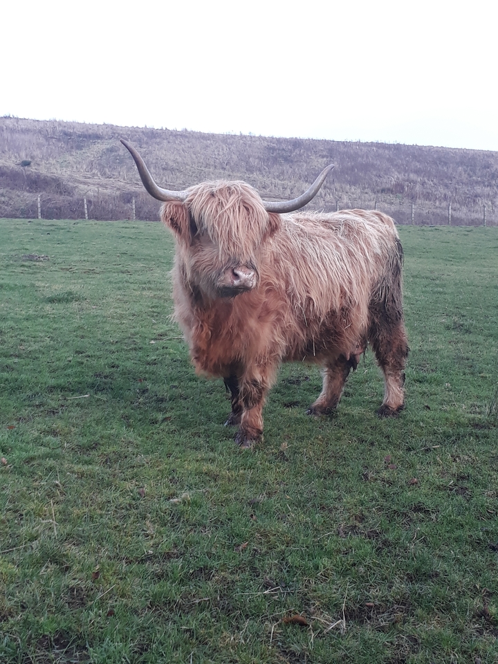 Highland cow standing in a field.