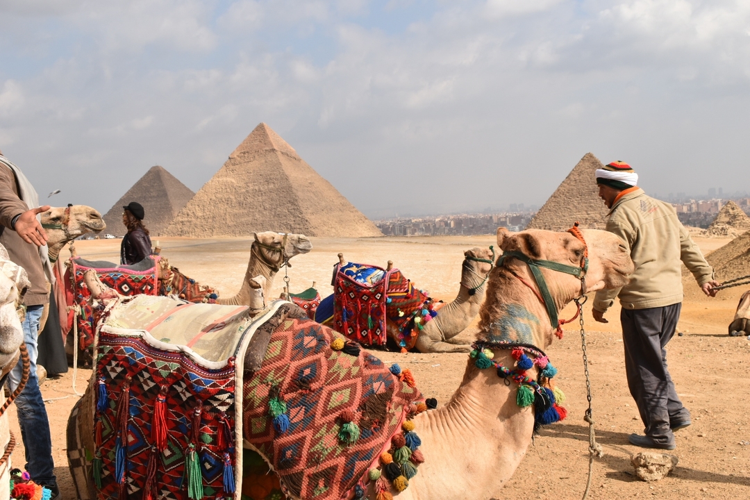 Camels with colorful saddles in front of pyramids.