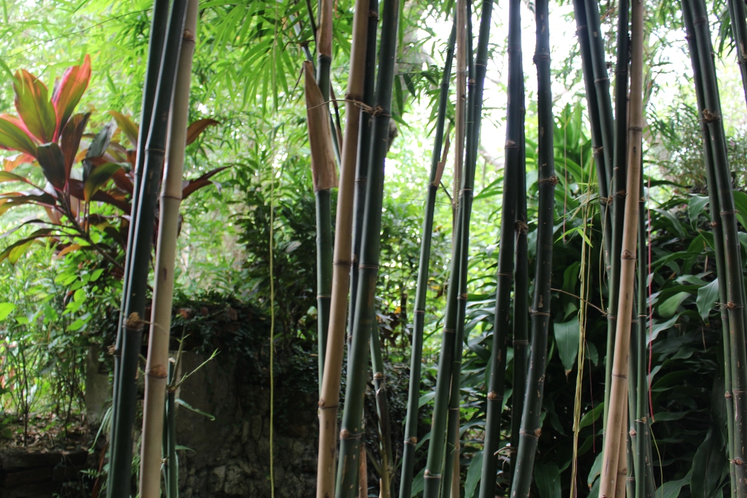 Bamboo forest with lush greenery.
