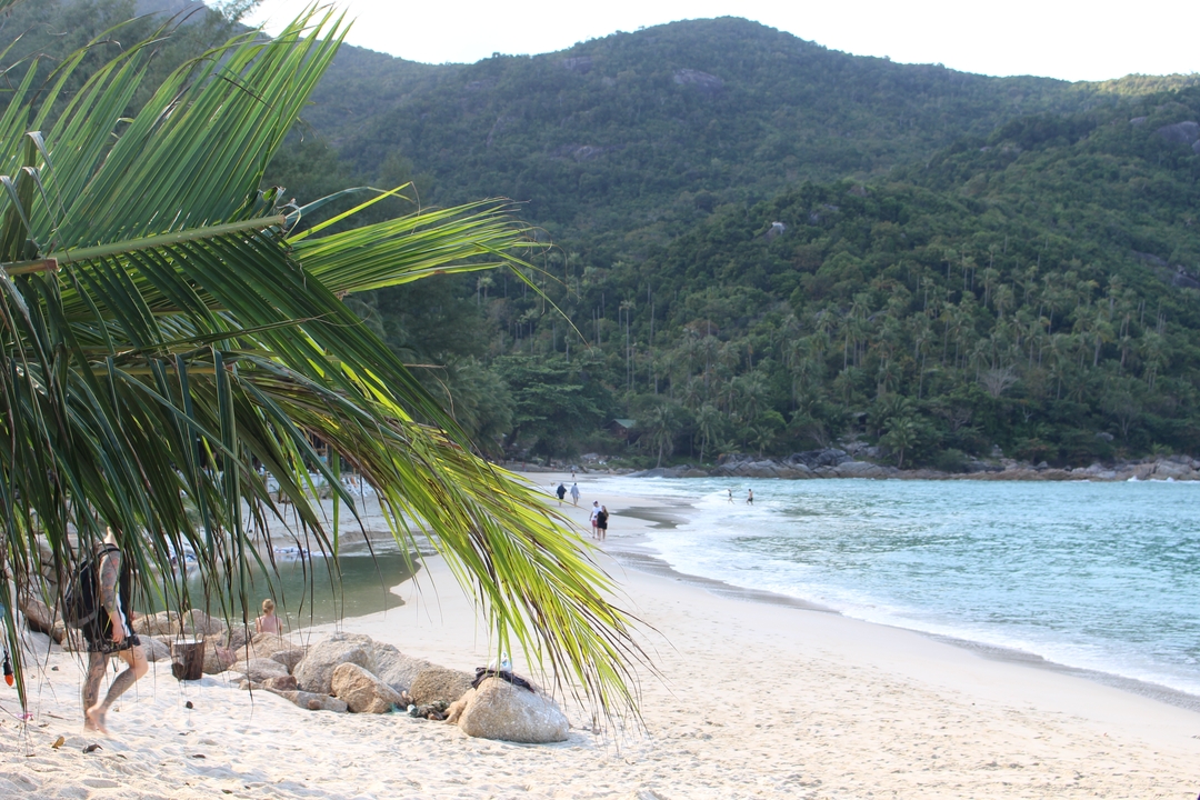 Beach with people and palm trees.