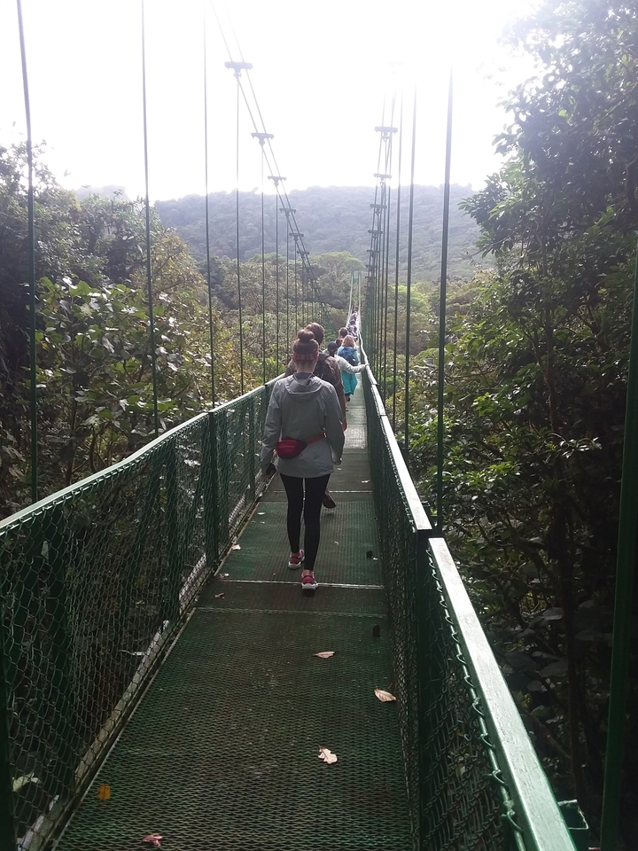 Group of people walking on a hanging bridge in a lush forest setting.