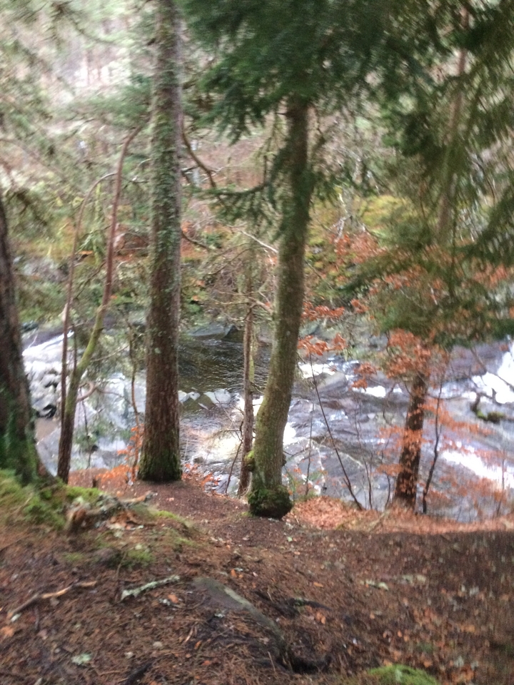 Blurry image of a forest scene with a river.