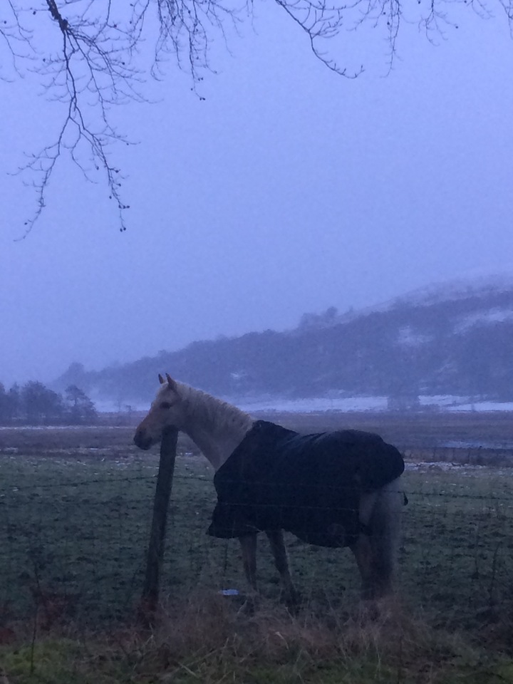 Horse in a snowy field with mountains in the background.