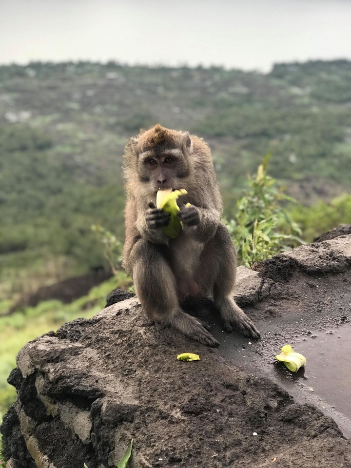 A monkey eating a fruit, sitting on a stone surface.