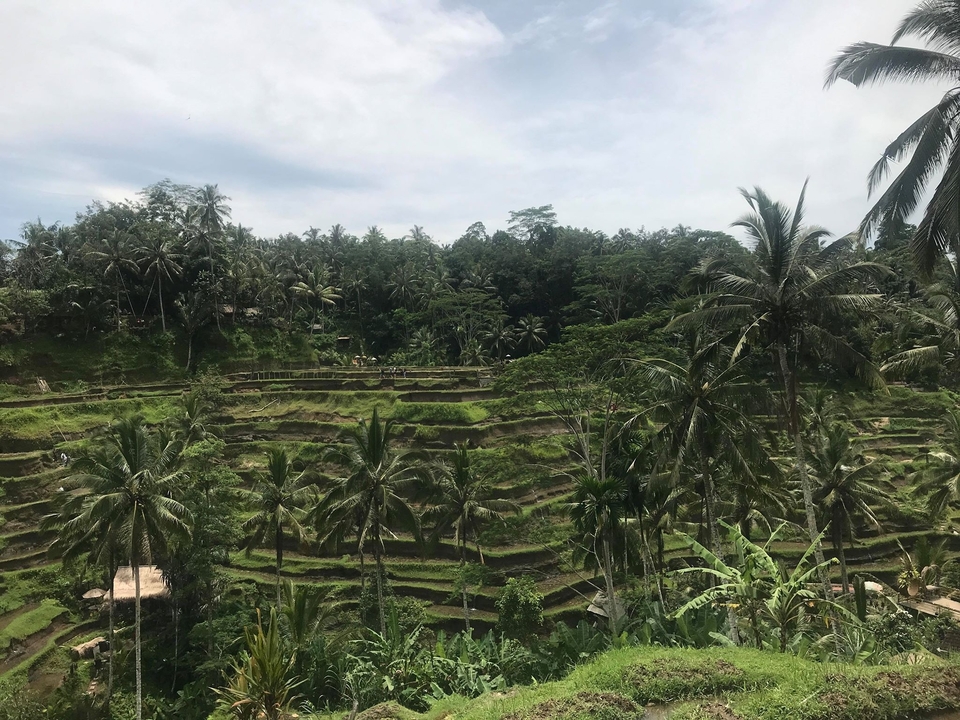 Terraced rice fields with palm trees.