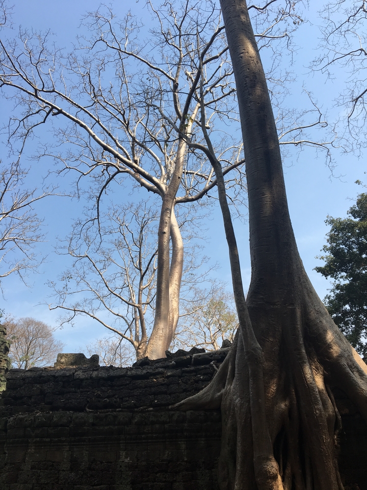 Barren trees against a blue sky.