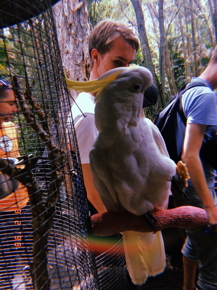 Close-up of a white bird and people.