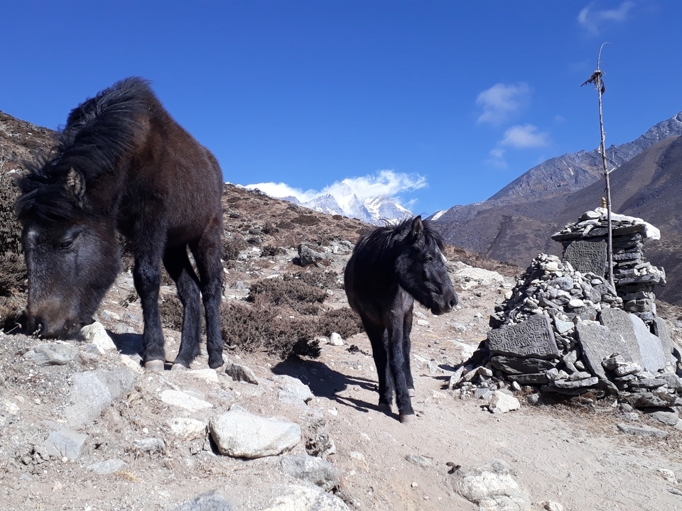 Deux chevaux près d'un cairn de pierre avec des montagnes derrière.