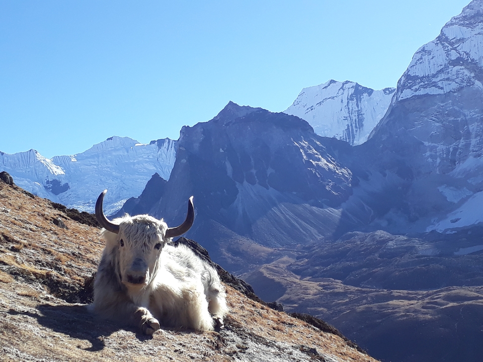 Yak assis sur une colline avec un arrière-plan montagneux.