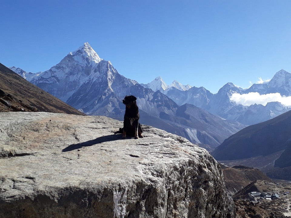 Chien assis sur une zone rocheuse avec des montagnes en arrière-plan.