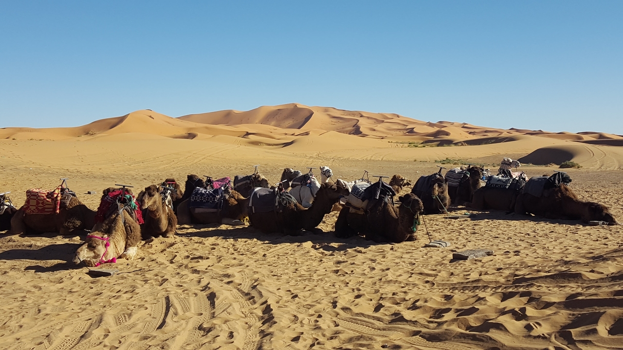 Group of camels resting on desert sand.
