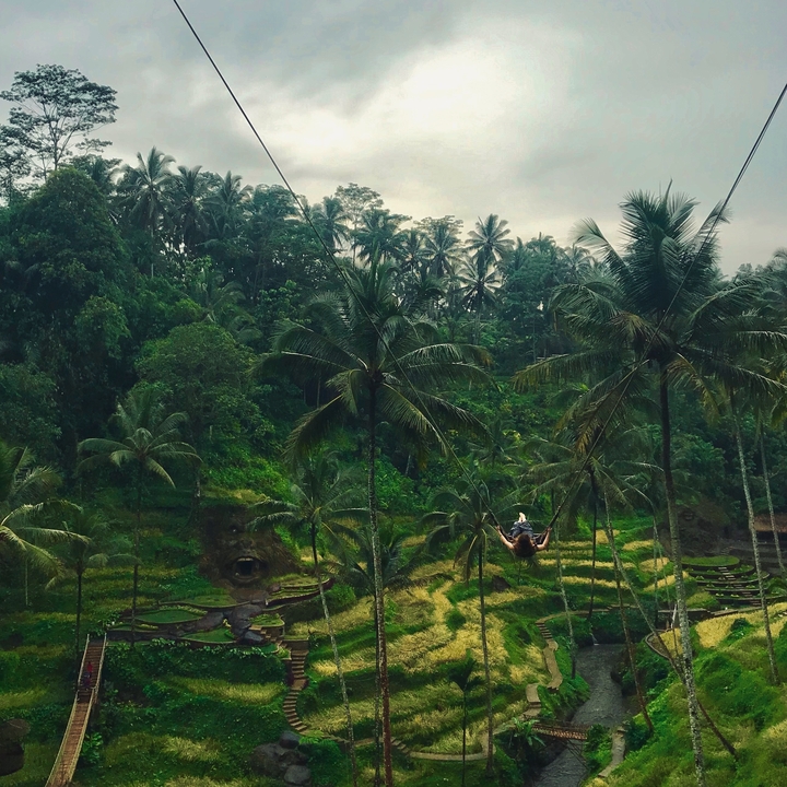 Personne sur une balançoire au milieu de rizières en terrasses et de palmiers.