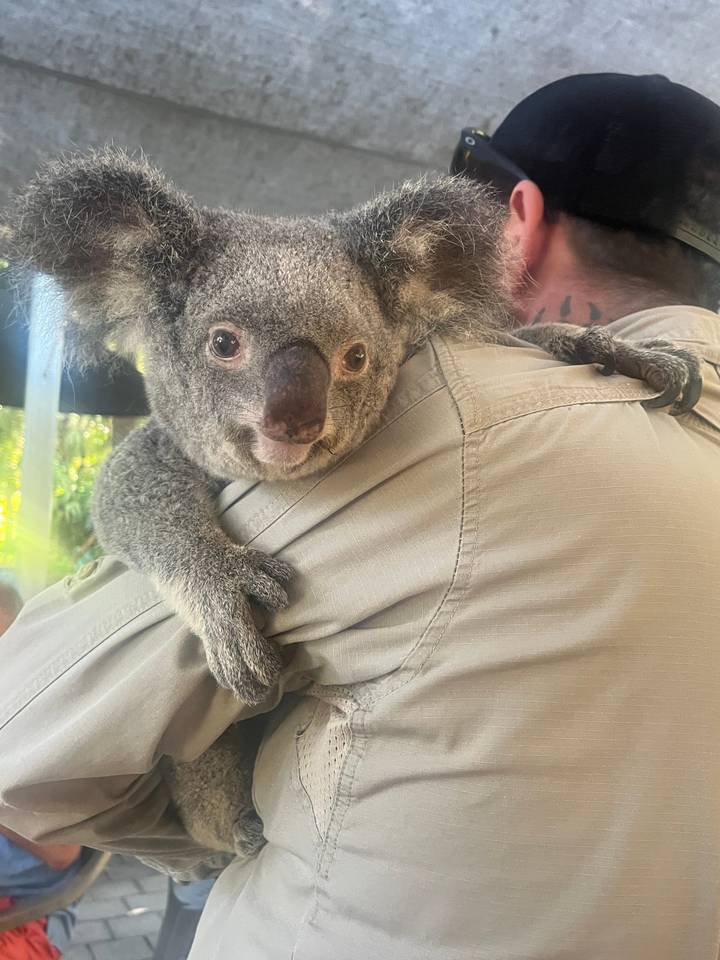A koala clinging to a person's arm.