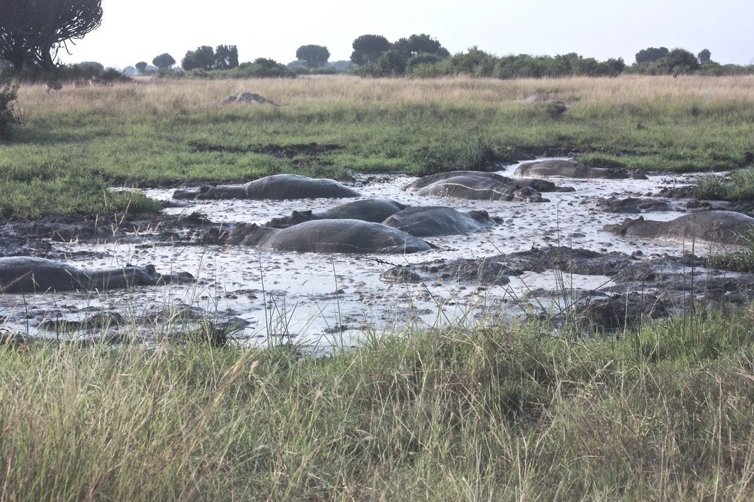 Groupe d'hippopotames se prélassant dans une mare boueuse.