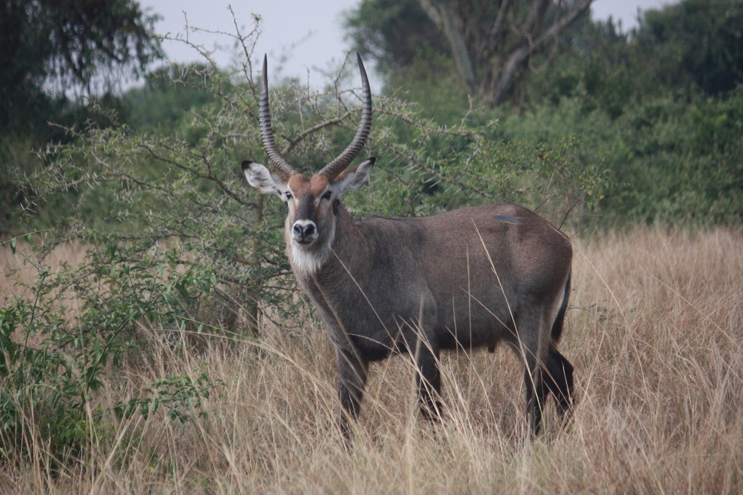 Antilope debout dans un champ herbeux.
