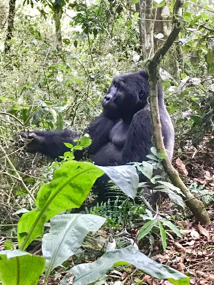 Gorille dans la forêt.