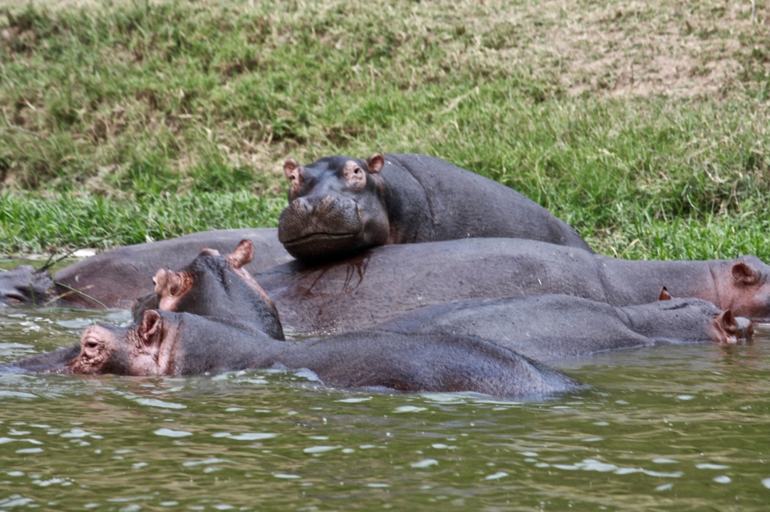 Groupe d'hippopotames dans une rivière.