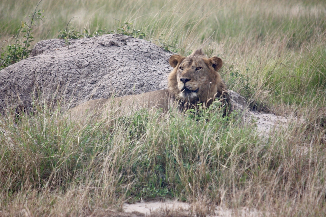 Lion se reposant sur un monticule avec un environnement herbeux.