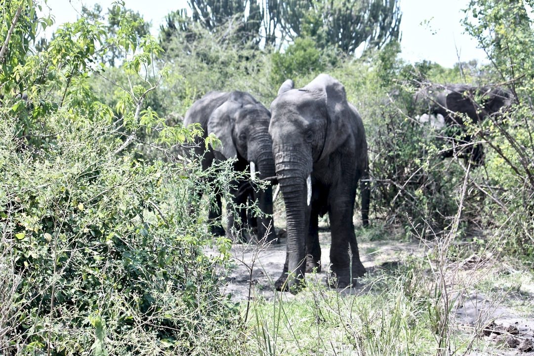 Éléphants dans une clairière de forêt.