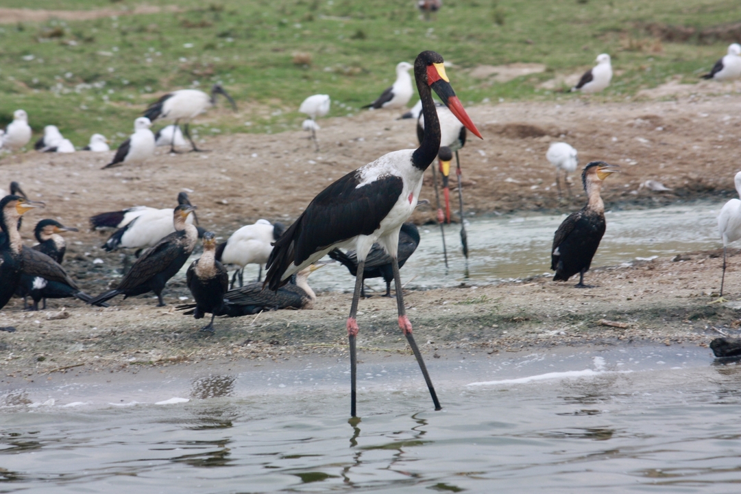 Des oiseaux colorés rassemblés près d'un point d'eau.