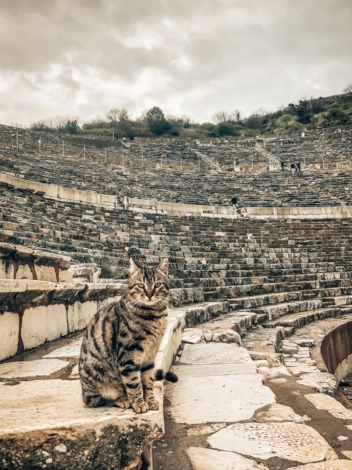 Close-up of a cat sitting in an ancient amphitheater with visitors.