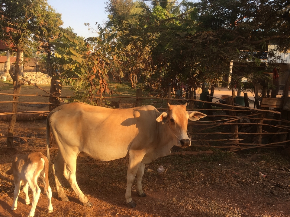 Vache et veau debout dans un champ ensoleillé.