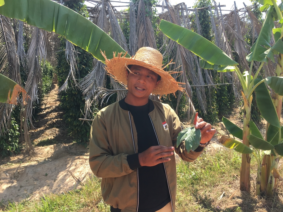 Homme montrant une feuille de plante dans un champ.