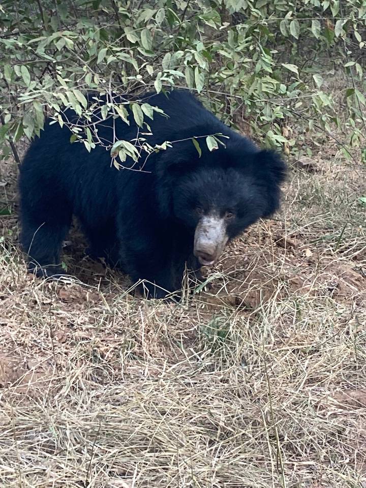 Wild bear in a grassy area.
