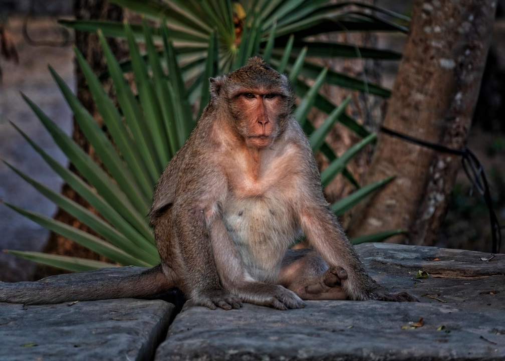 Singe assis devant des plantes.