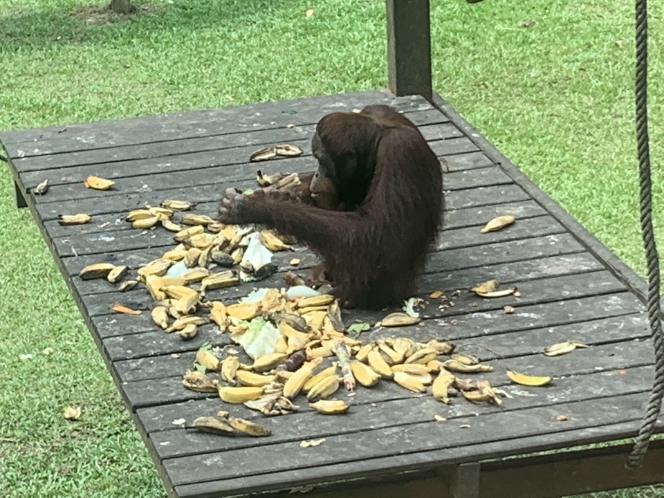 Orang-outan assis en train de manger des bananes sur une plateforme en bois.