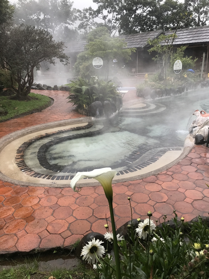 A steamy thermal pool with a lily plant in the foreground.