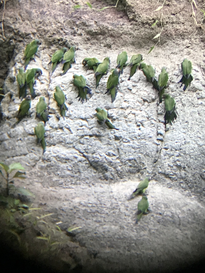 Blurry image of green birds on a rocky surface.