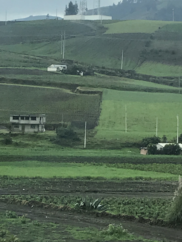 View of green agricultural fields with trees and foliage.