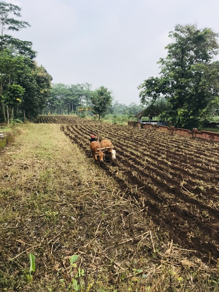 Farmer plowing a field with oxen.